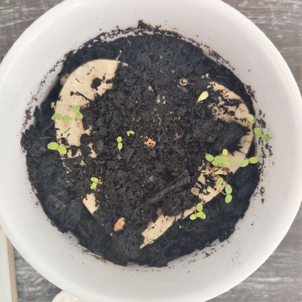 menù matrimonio ecologico